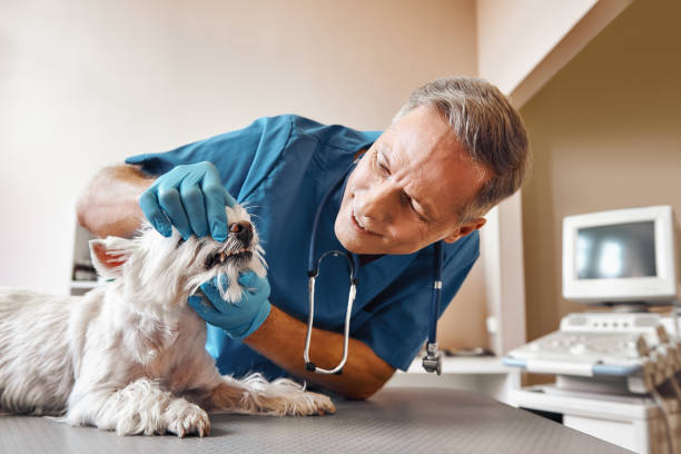 Best Emergency Dentist for Special Needs Patients in Pistakee Highlands, IL